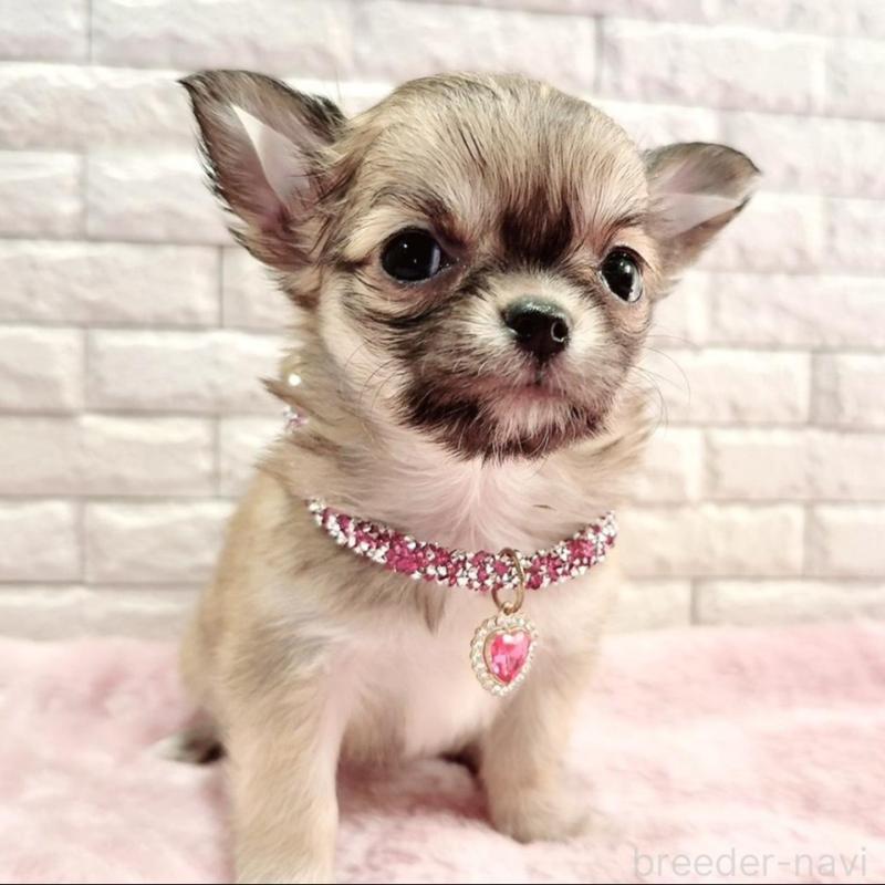 販売中の奈良県のチワワ(スムースコート)-431819の12枚目