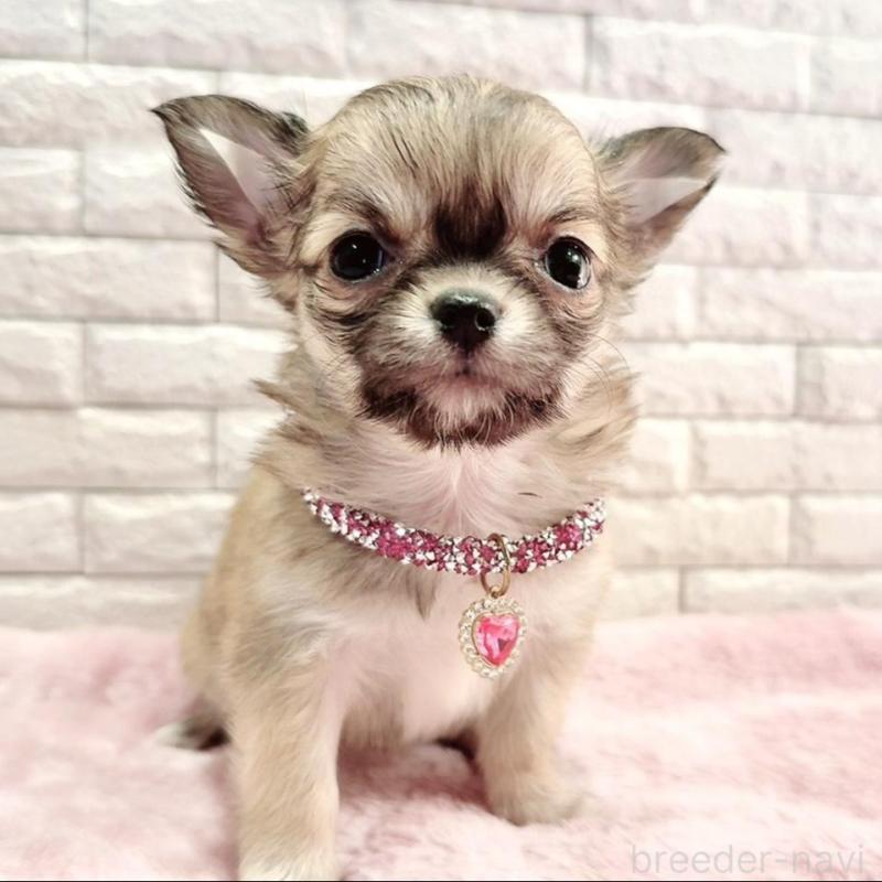 販売中の奈良県のチワワ(スムースコート)-431819の11枚目