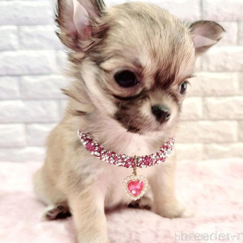 販売中の奈良県のチワワ(スムースコート)-431819の10枚目