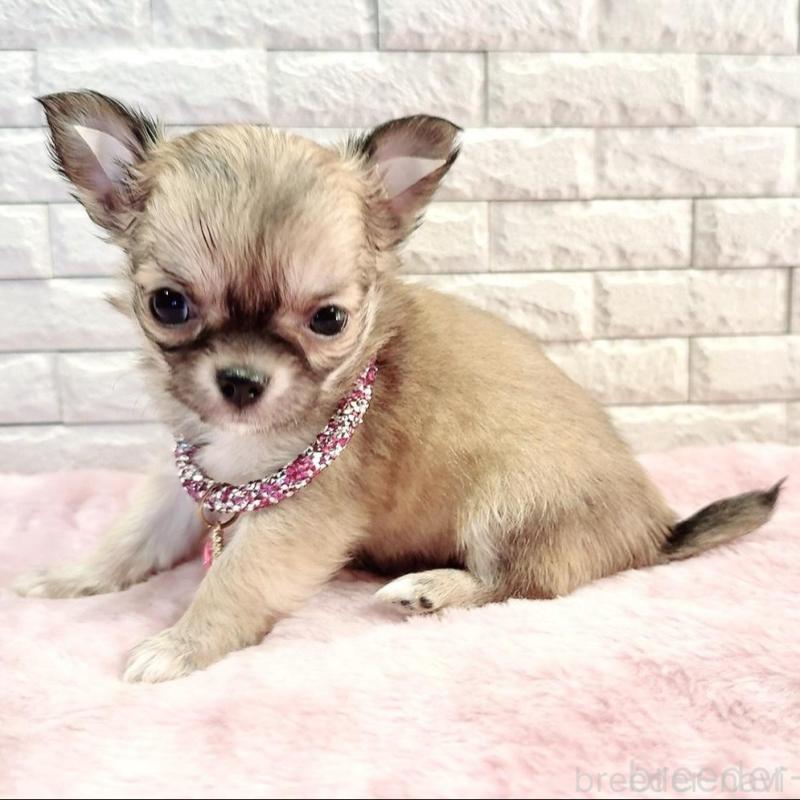 販売中の奈良県のチワワ(スムースコート)-431819の9枚目