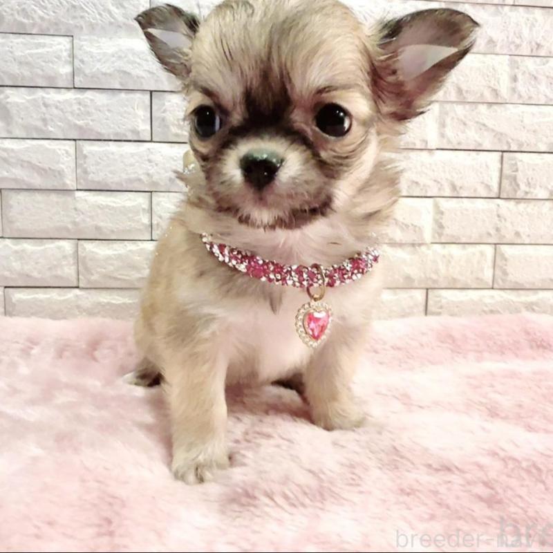 販売中の奈良県のチワワ(スムースコート)-431819の8枚目