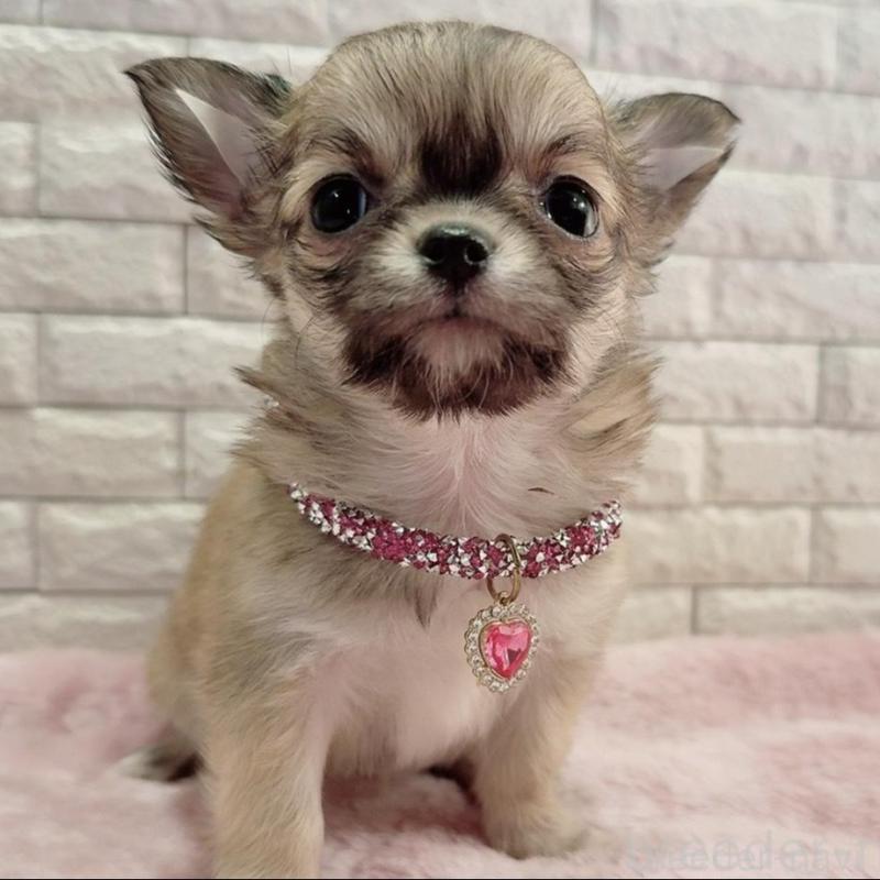 販売中の奈良県のチワワ(スムースコート)-431819の7枚目