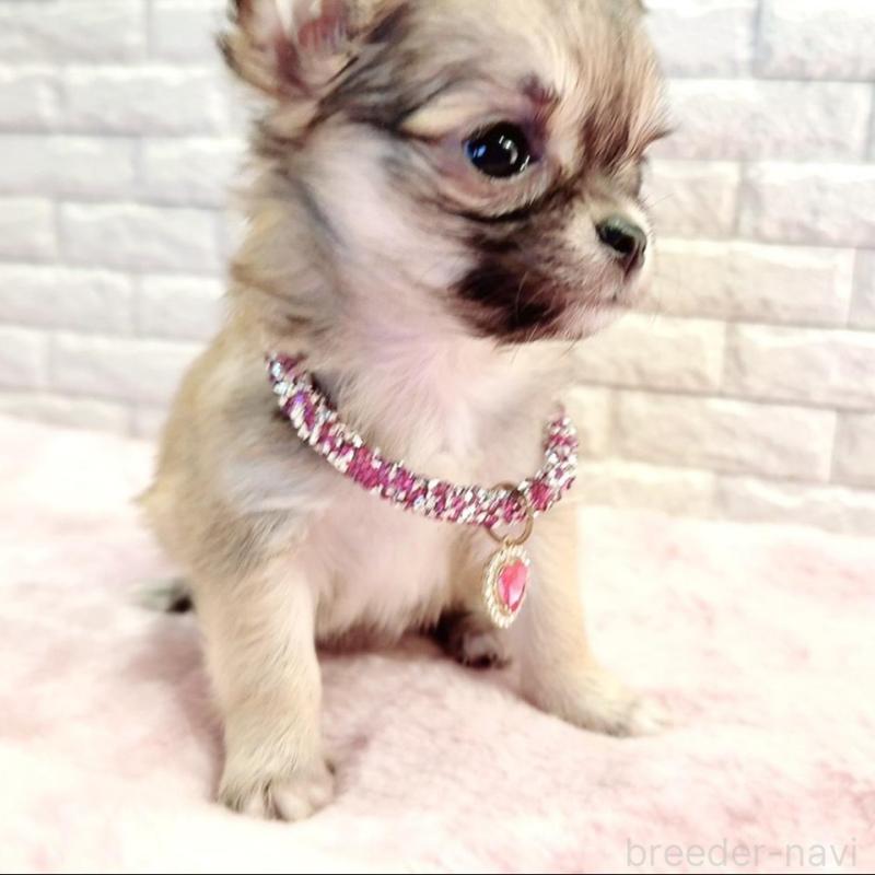 販売中の奈良県のチワワ(スムースコート)-431819の6枚目