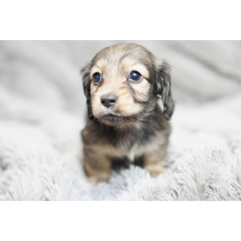 販売中の滋賀県のミニチュアダックスフンド(ロングヘアード)-431820の10枚目