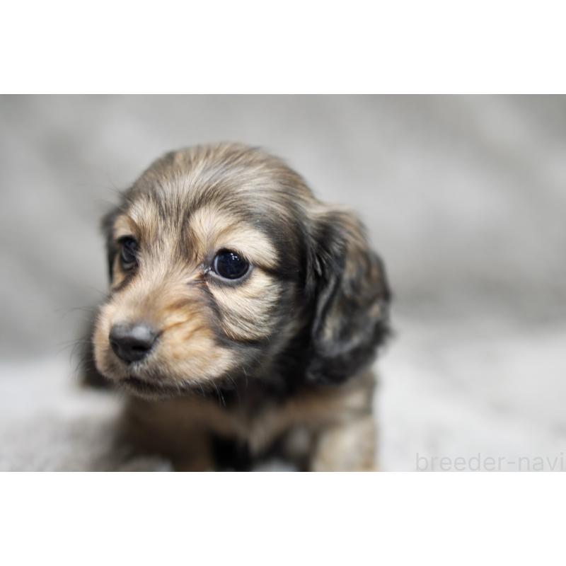 販売中の滋賀県のミニチュアダックスフンド(ロングヘアード)-431820の9枚目