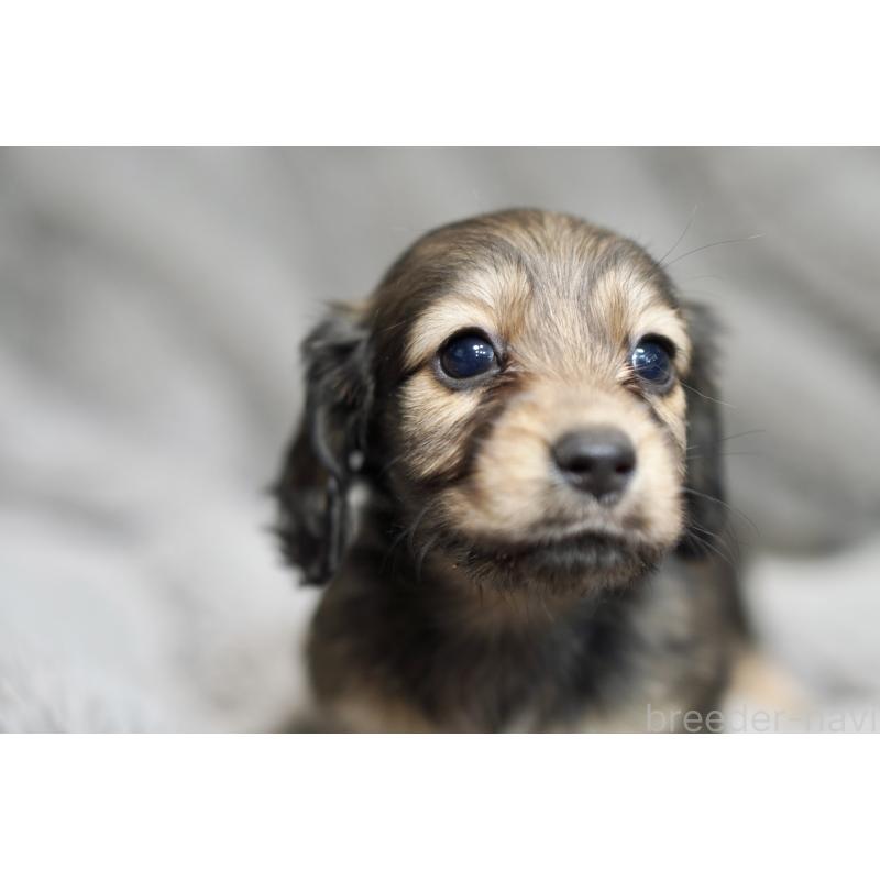 販売中の滋賀県のミニチュアダックスフンド(ロングヘアード)-431820の8枚目