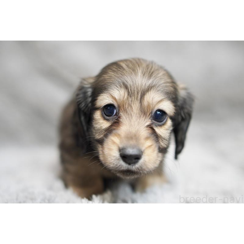 販売中の滋賀県のミニチュアダックスフンド(ロングヘアード)-431820の1枚目