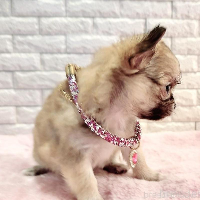 販売中の奈良県のチワワ(スムースコート)-431819の5枚目