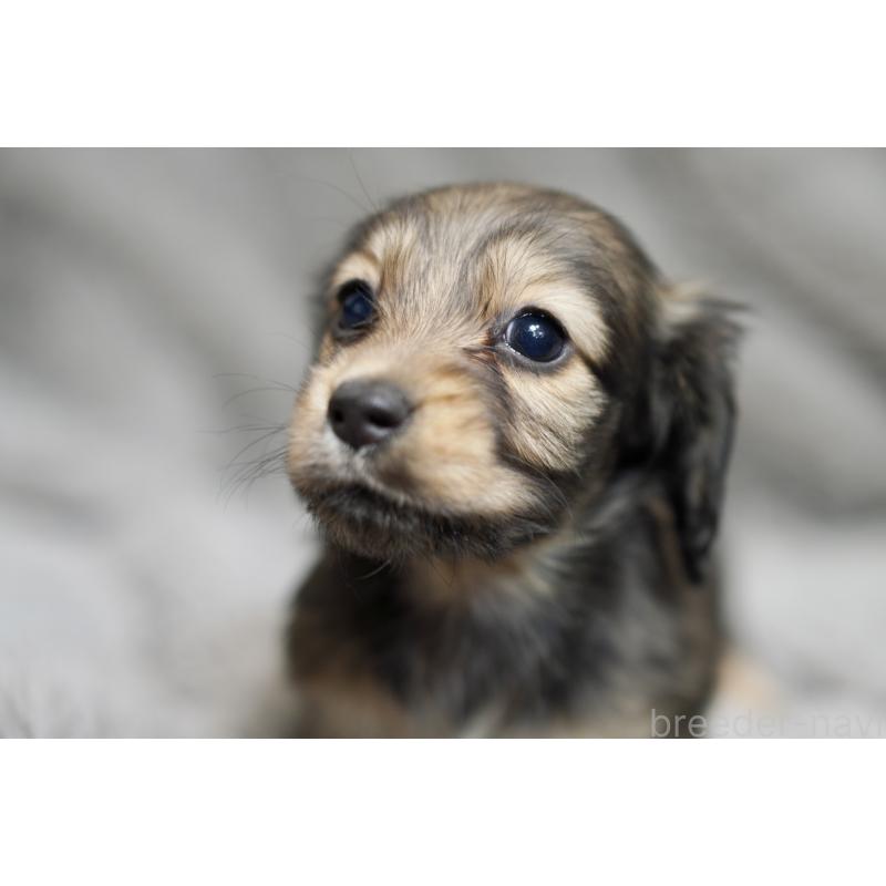 販売中の滋賀県のミニチュアダックスフンド(ロングヘアード)-431820の7枚目