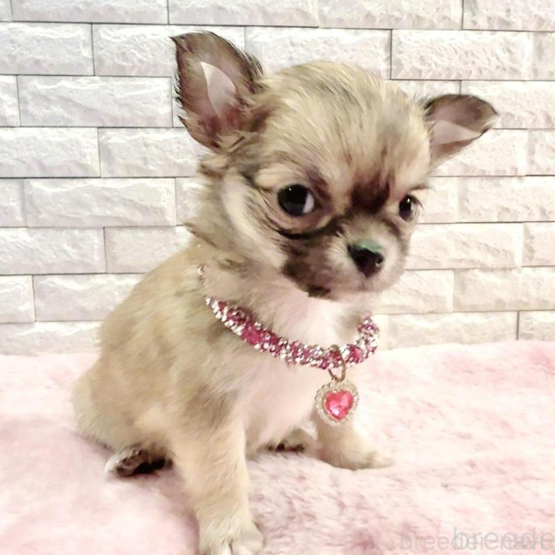 販売中の奈良県のチワワ(スムースコート)-431819の4枚目