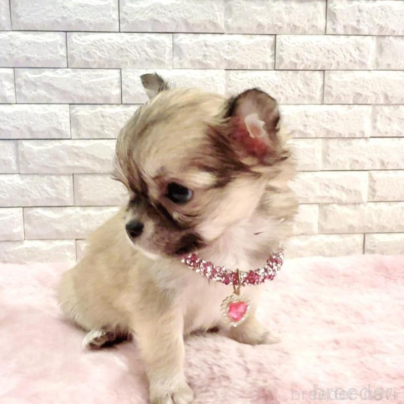 販売中の奈良県のチワワ(スムースコート)-431819の3枚目