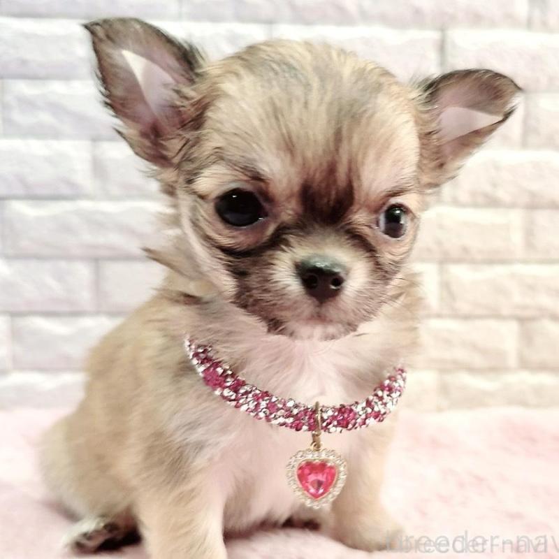 販売中の奈良県のチワワ(スムースコート)-431819の2枚目