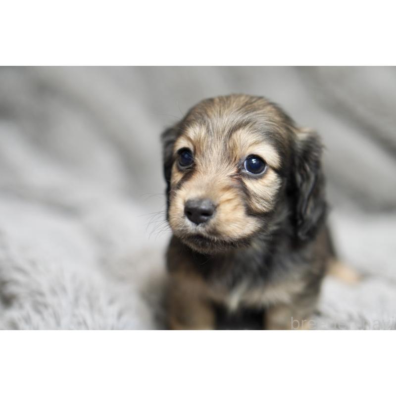 販売中の滋賀県のミニチュアダックスフンド(ロングヘアード)-431820の5枚目