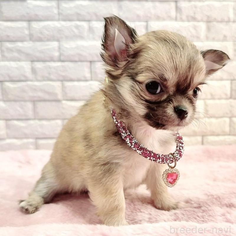 販売中の奈良県のチワワ(スムースコート)-431819の1枚目