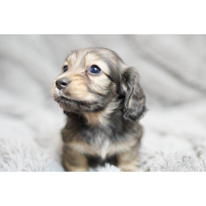 販売中の滋賀県のミニチュアダックスフンド(ロングヘアード)-431820の4枚目