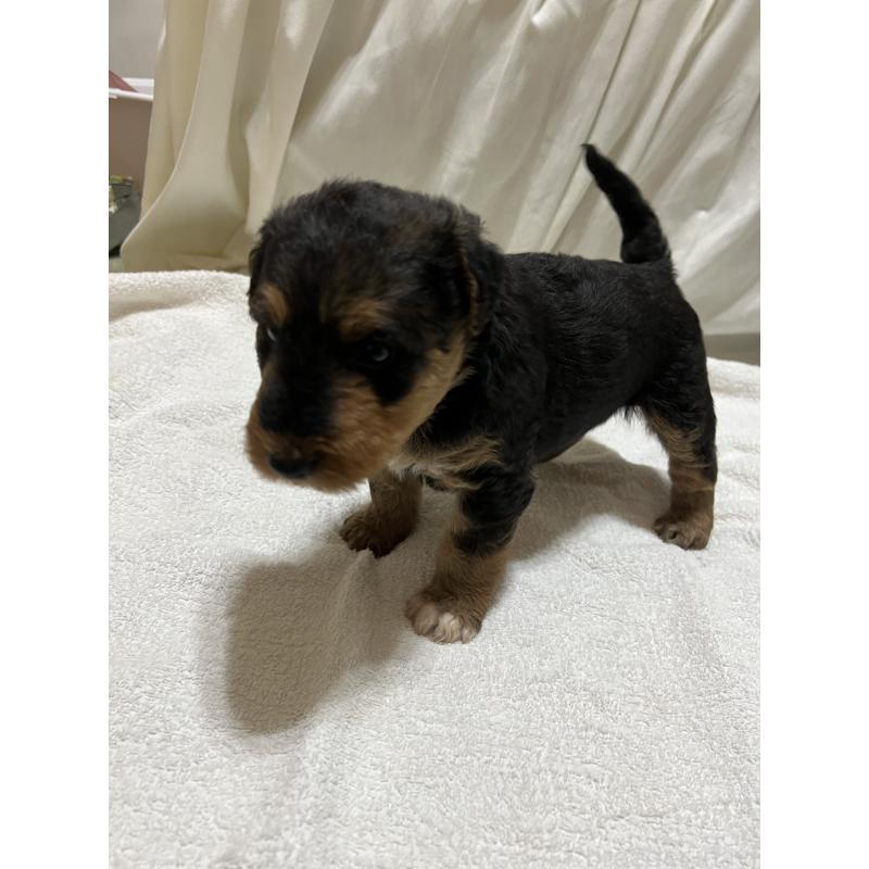 販売中の埼玉県のエアデールテリア-427153の3枚目