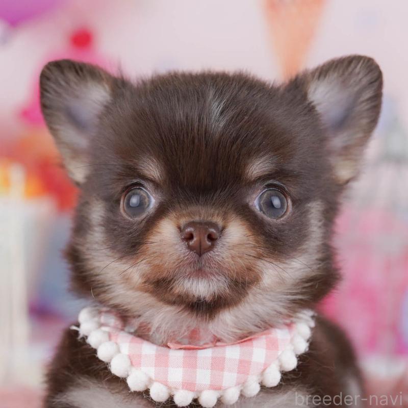 販売中ののチワワ(ロングコート)-431821