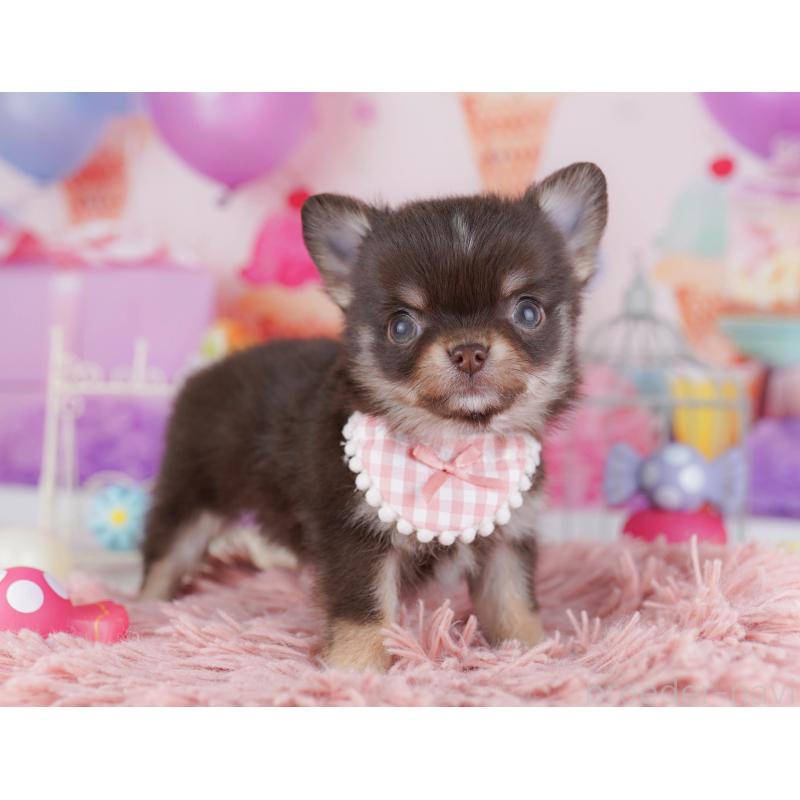 販売中の神奈川県のチワワ(ロングコート)-431821の14枚目