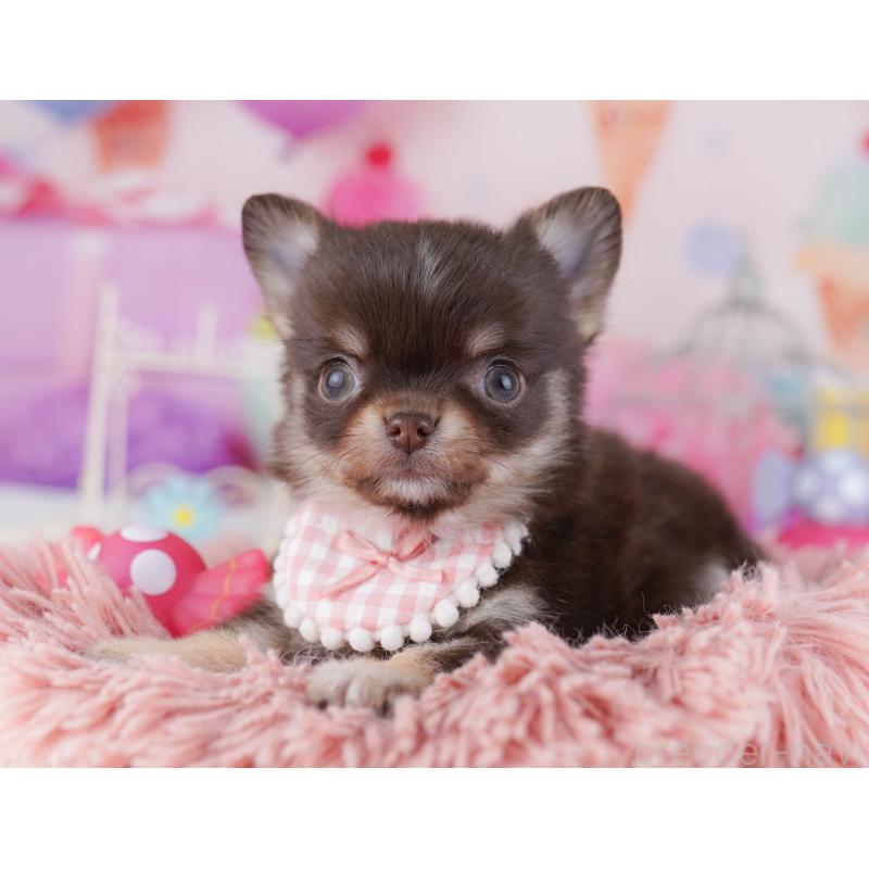 販売中の神奈川県のチワワ(ロングコート)-431821の13枚目