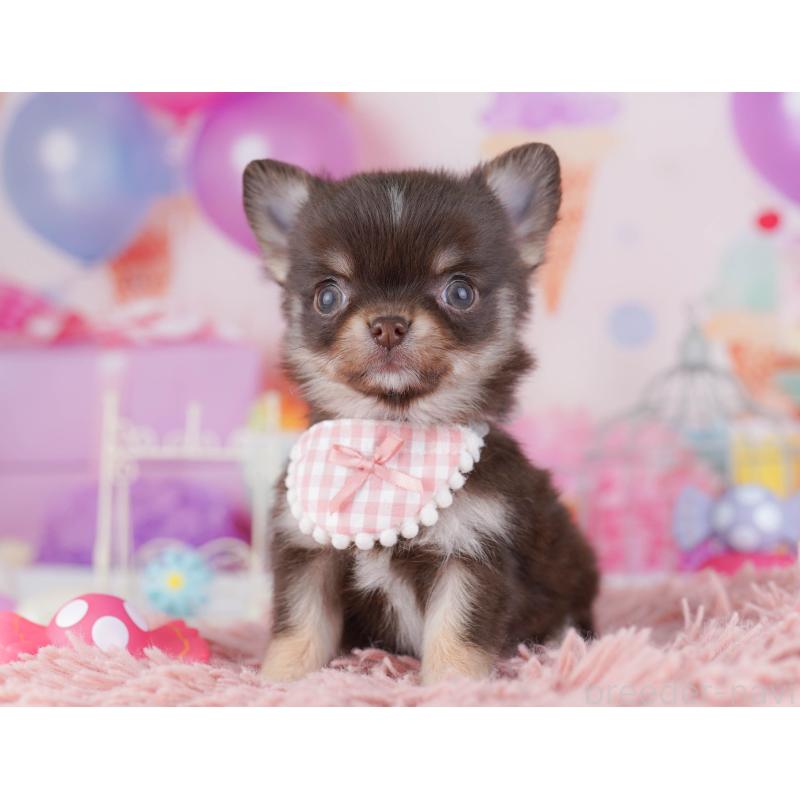 販売中の神奈川県のチワワ(ロングコート)-431821の12枚目