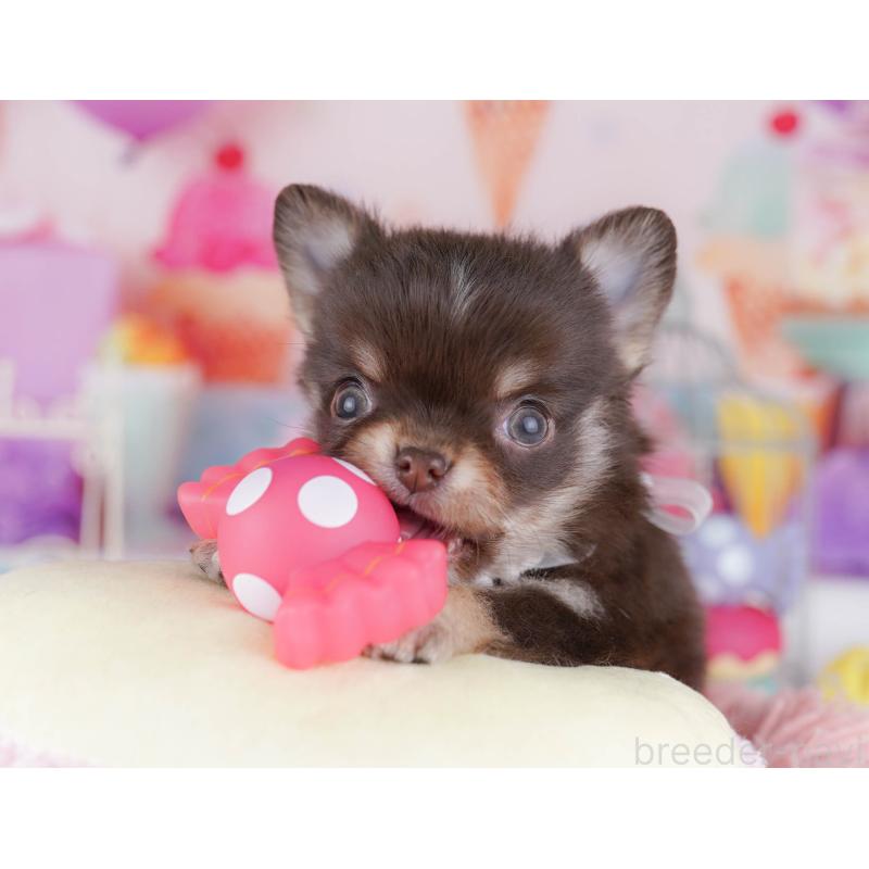 販売中の神奈川県のチワワ(ロングコート)-431821の11枚目