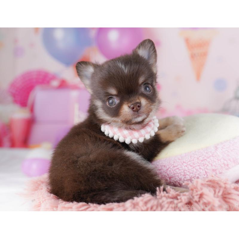 販売中の神奈川県のチワワ(ロングコート)-431821の10枚目