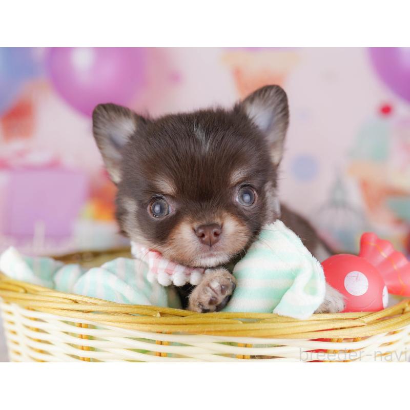 販売中の神奈川県のチワワ(ロングコート)-431821の9枚目