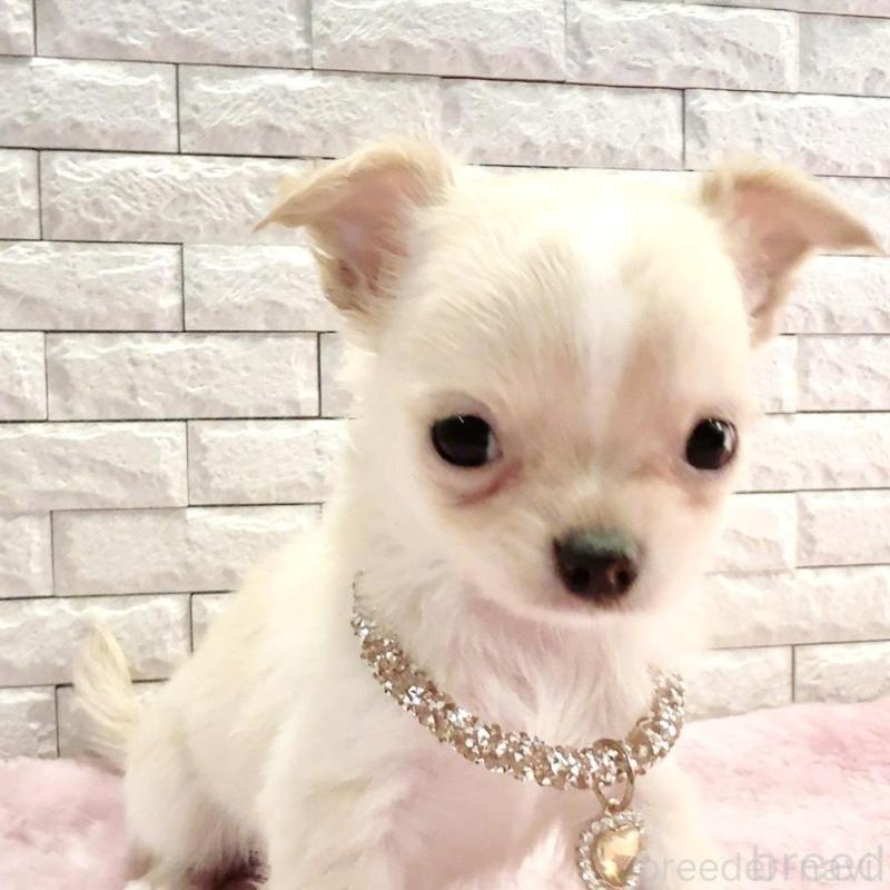 販売中の奈良県のチワワ(ロングコート)-431822の15枚目