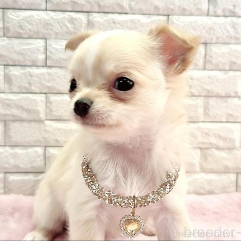 販売中の奈良県のチワワ(スムースコート)-431822