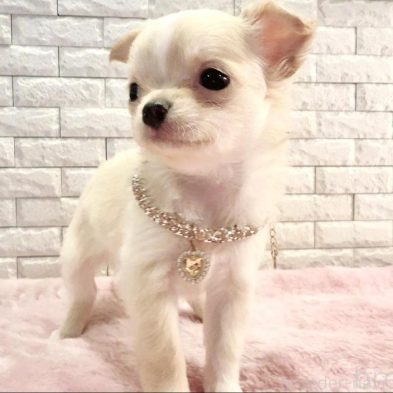 販売中の奈良県のチワワ(ロングコート)-431822の14枚目