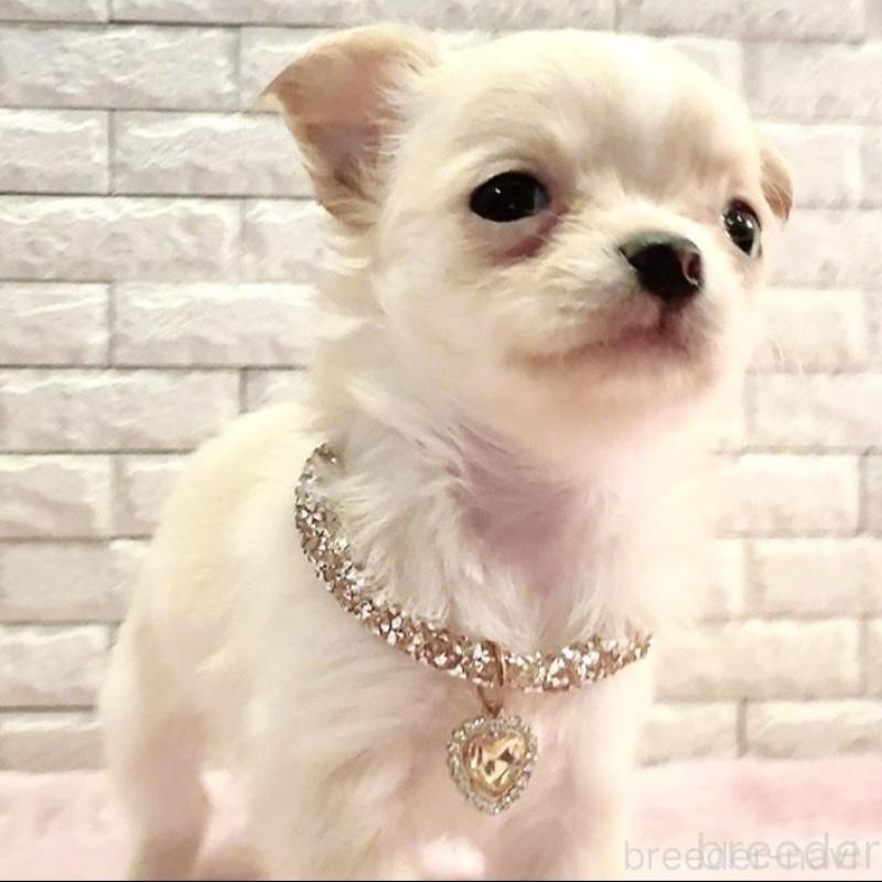 販売中の奈良県のチワワ(ロングコート)-431822の13枚目