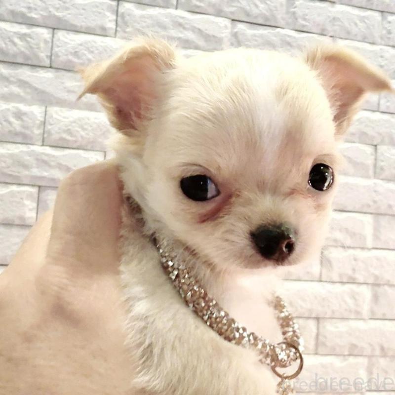 販売中の奈良県のチワワ(ロングコート)-431822の12枚目