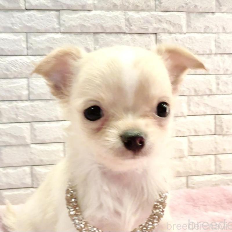 販売中の奈良県のチワワ(ロングコート)-431822の11枚目