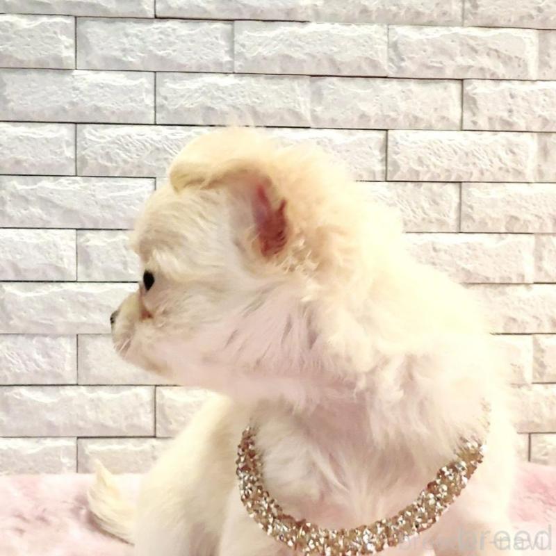 販売中の奈良県のチワワ(ロングコート)-431822の10枚目