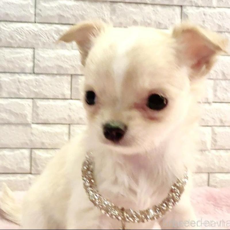 販売中の奈良県のチワワ(ロングコート)-431822の9枚目