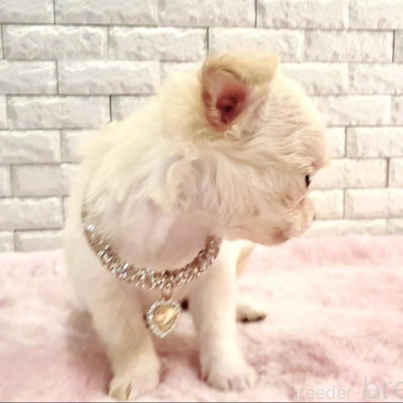 販売中の奈良県のチワワ(ロングコート)-431822の8枚目