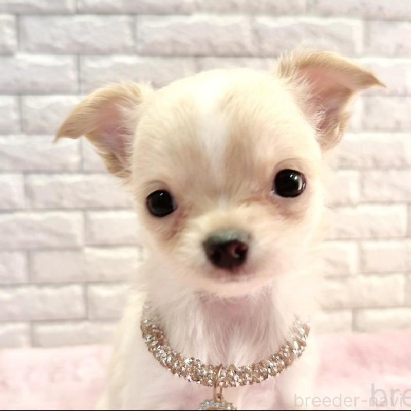 販売中の奈良県のチワワ(ロングコート)-431822の7枚目