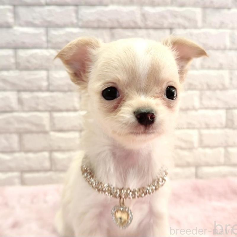 販売中の奈良県のチワワ(ロングコート)-431822の6枚目