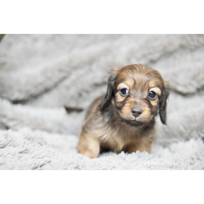 販売中の滋賀県のミニチュアダックスフンド(ロングヘアード)-431823の17枚目