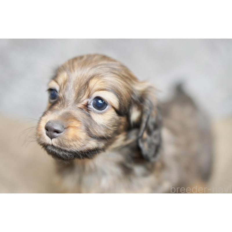 販売中の滋賀県のミニチュアダックスフンド(ロングヘアード)-431823の16枚目