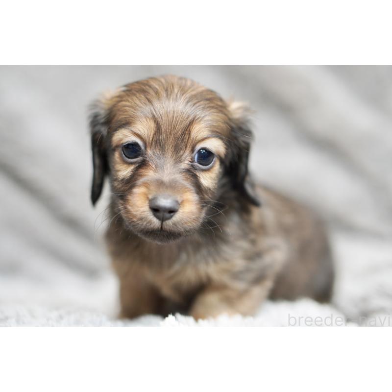 販売中の滋賀県のミニチュアダックスフンド(ロングヘアード)-431823の15枚目