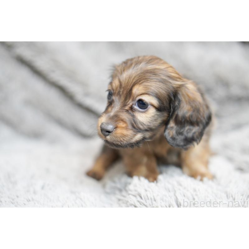 販売中の滋賀県のミニチュアダックスフンド(ロングヘアード)-431823の14枚目