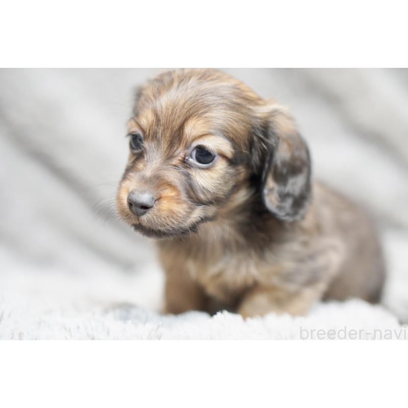 販売中の滋賀県のミニチュアダックスフンド(ロングヘアード)-431823の13枚目