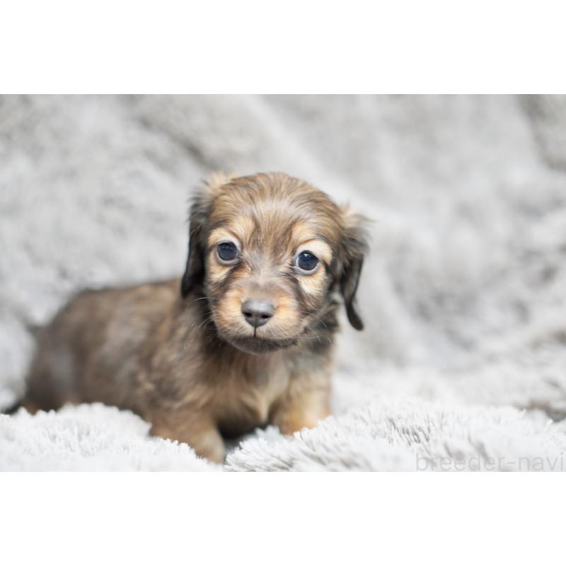 販売中の滋賀県のミニチュアダックスフンド(ロングヘアード)-431823の12枚目