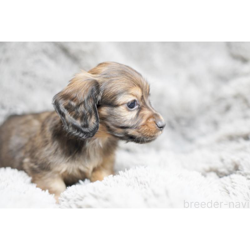 販売中の滋賀県のミニチュアダックスフンド(ロングヘアード)-431823の11枚目