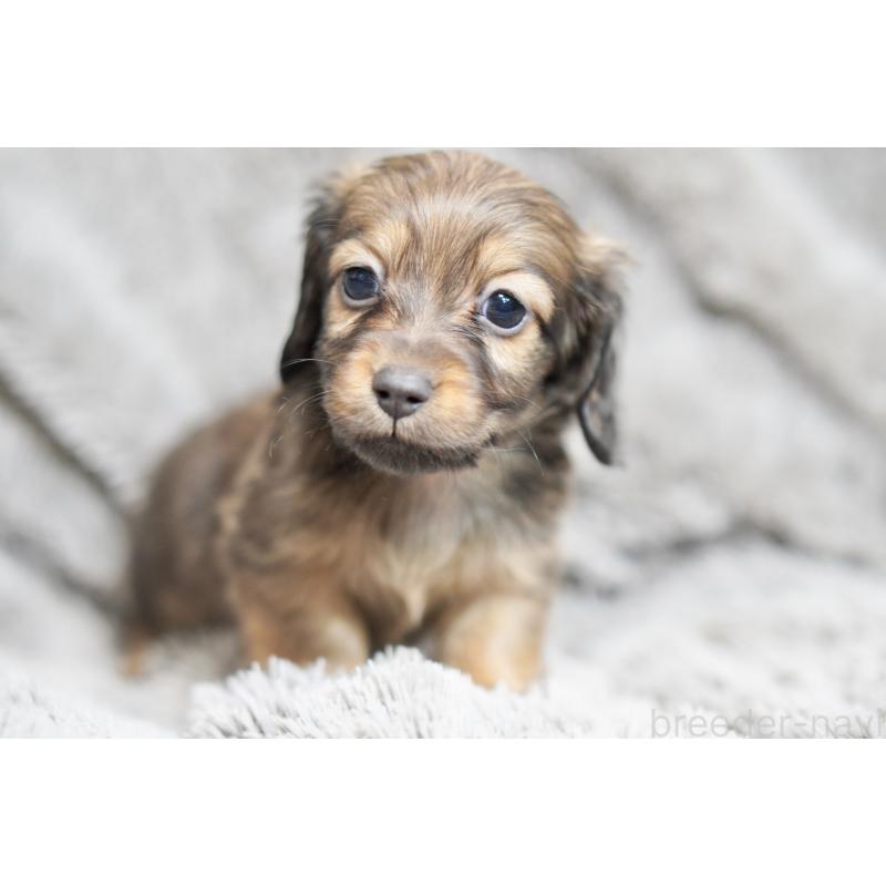 販売中の滋賀県のミニチュアダックスフンド(ロングヘアード)-431823の10枚目