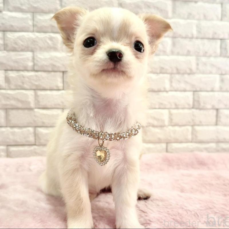 販売中の奈良県のチワワ(ロングコート)-431822の5枚目