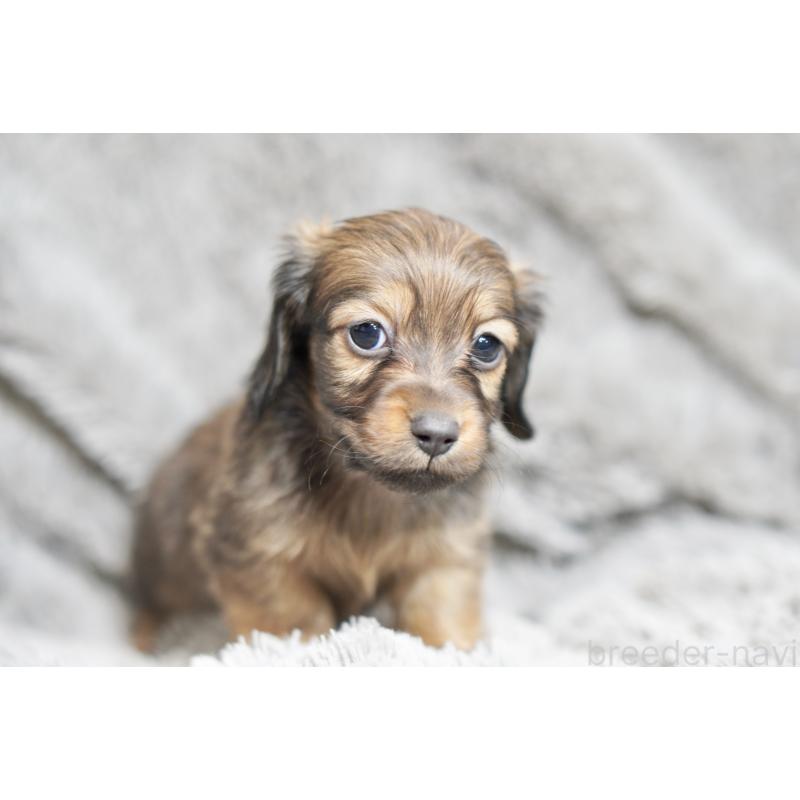 販売中の滋賀県のミニチュアダックスフンド(ロングヘアード)-431823の9枚目