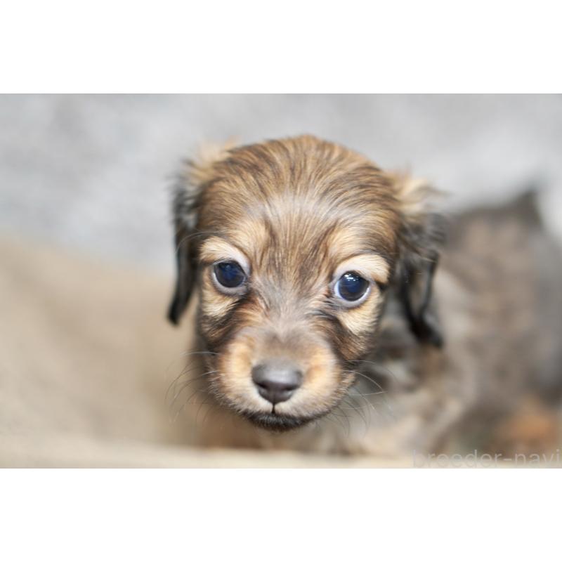 販売中の滋賀県のミニチュアダックスフンド(ロングヘアード)-431823の8枚目