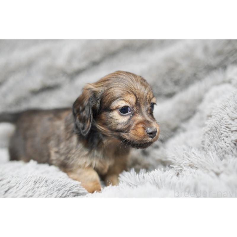 販売中の滋賀県のミニチュアダックスフンド(ロングヘアード)-431823の7枚目